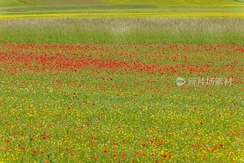 Piano Grande di Castelluccio(意大利)，绿色山丘上的村庄